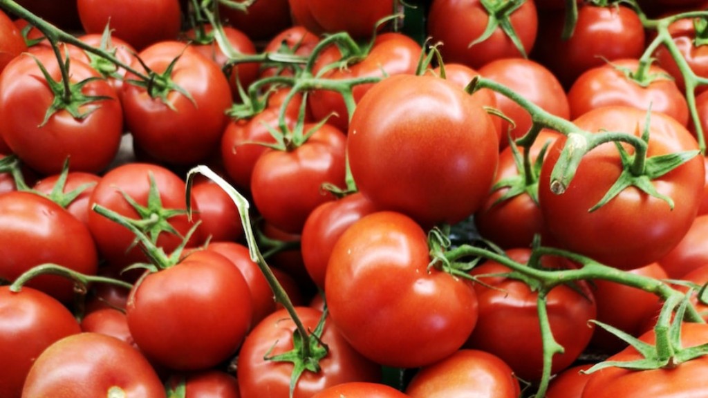 Wie lange kocht man Tomaten zum Einmachen?